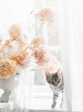 adorable tabby kittens play on sunny windowsill with bouquet of flowers and linen curtains