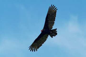 Turkey Vulture - Cathartes aura also known as the turkey buzzard and in some areas of the Caribbean as the John crow or carrion crow, is the most widespread of the New World vultures