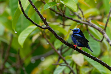 Red-legged Honeycreeper - Cyanerpes cyaneus  small songbird species in the tanager family (Thraupidae),in the tropical New World from southern Mexico south to Peru, Bolivia and central Brazil