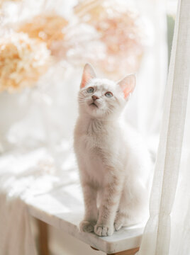 adorable white siamese rescue kitten sits on sunny windowsill with dried floral bouquet