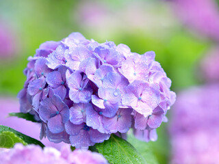 Obraz premium 雨上がりのアジサイの花