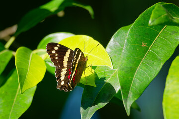 Fototapeta na wymiar Anartia fatima, the banded peacock, is brown butterfly in the family Nymphalidae. It is commonly found in south Texas, Mexico, and Central America but mostly studied in Costa Rica
