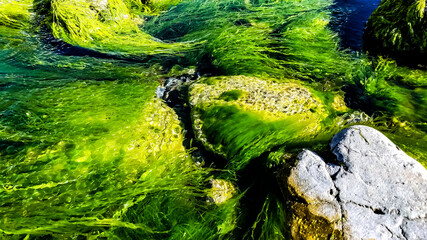 Green Algae in Flowing Water