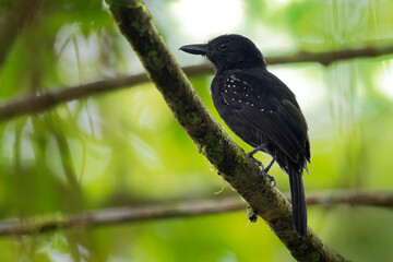 Black-hooded Antshrike - Thamnophilus bridgesi species of bird family Thamnophilidae, found in Costa Rica and Panama, natural habitats are moist lowland forests, mangrove forests