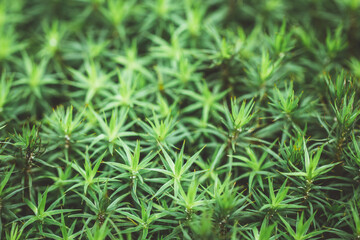 Close up of small green plant background. Natural leaves texture. Shallow depth of field. Soft focus.