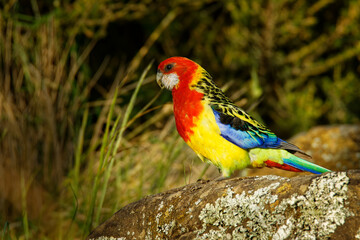 Eastern rosella - Platycercus eximius  is a rosella native to southeast of the Australian continent and to Tasmania, introduced to New Zealand, feral populations are found in the North Island
