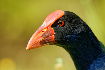 Pukeko (Porphyrio porphyrio melanotus) standing on a meadow near the lake and holding the haulm of grass in it's thorn.