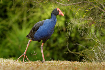 Pukeko (Porphyrio porphyrio melanotus) standing on a meadow near the lake and holding the haulm of grass in it's thorn.