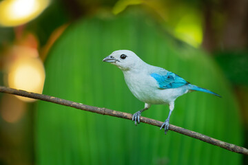 Blue-grey Tanager - Tangara episcopus medium-sized South American songbird of the tanager family, Thraupidae, range is from Mexico south to northeast Bolivia