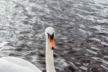 Swans on water. Birds swim in lake.