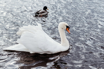 Swans on water. Birds swim in lake.