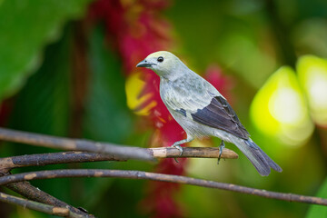 Palm Tanager - Tangara palmarum is medium-sized passerine bird, resident breeder from Nicaragua south to Bolivia, Paraguay and southern Brazil. It also breeds on Trinidad and Tobago