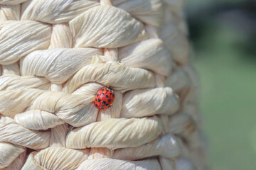 ladybird on a leaf