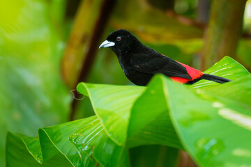 Scarlet-rumped Tanager - Ramphocelus passerinii medium-sized passerine bird. This tanager is a resident breeder in the Caribbean lowlands from southern Mexico to western Panama