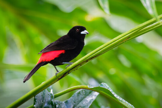 Scarlet-rumped Tanager - Ramphocelus passerinii medium-sized passerine bird. This tanager is a resident breeder in the Caribbean lowlands from southern Mexico to western Panama