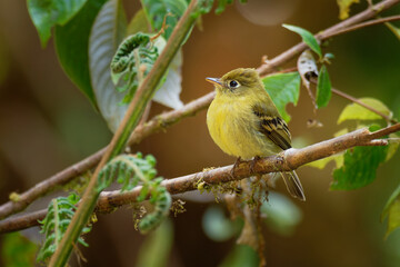 Yellowish Flycatcher - Empidonax flavescens - small passerine bird in the tyrant flycatcher family. It breeds in highlands from southeastern Mexico south to western Panama
