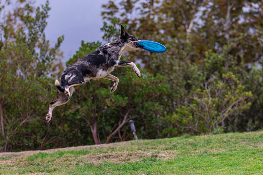 Flying Australian Koolie dog at the park with a frisbee