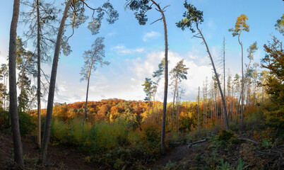 Herbstwald mit Borkenkäfer