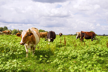 Spotted cows and bulls graze in the meadow on a summer sunny day.  Grazing cattle