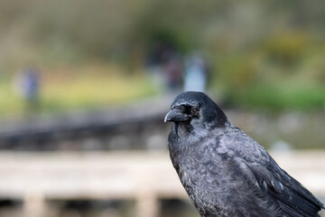 Obraz premium アメリカガラスのクロ－ズアップ バンクーバー ブリティッシュコロンビア カナダ 