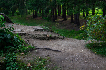 View of the path on the background of a green forest