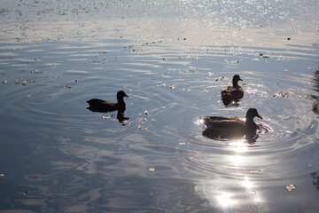 Three ducks swim in the Park's pond in the sunset glow