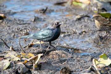 A brewer's blackbird resting on the shore.   Vancouver BC Canada
