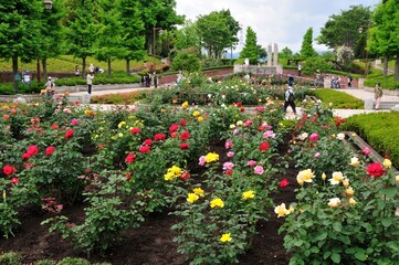 公園のバラ