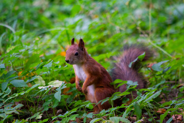 Naklejka na ściany i meble A funny red squirrel froze in the green grass