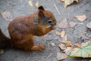 Naklejka na ściany i meble Red-haired squirrel nibbles a nut in the Park