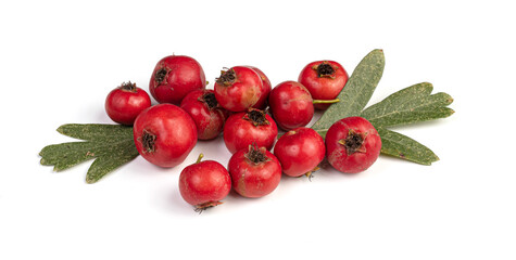 Azarol (Crataegus azarolus) tree branch with red fruits