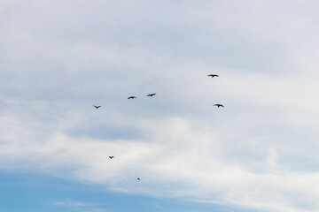 Birds in the blue sky with clouds.