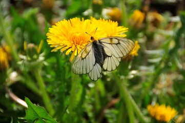 タンポポと蝶々