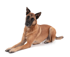 Belgian shepherd lying down and looking straight ahead