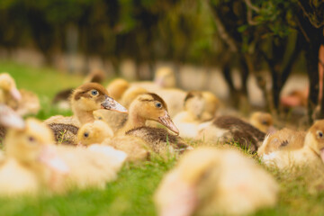 oca, salvaje pollito, joven, pato, gansos