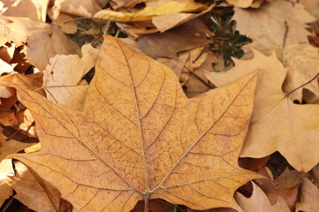 大きな落ち葉