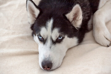 Portrait of a sad sick husky dog lies on the bed