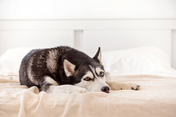 Sad sick husky dog lies on the bed