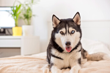 Cute husky dog is lies on the bed and hanging paws