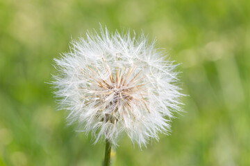 Dandelion in green field background. Dandelion flower