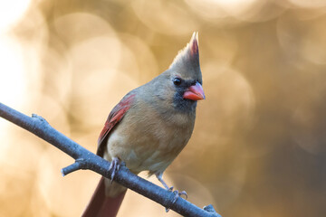Northern Cardinal, Cardinalis cardinalis, female closeup perched facing right on golden fall foliage background copy space