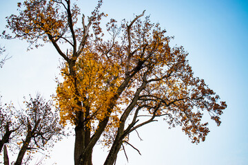 autumn tree in the sky