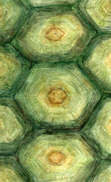 Turtle watercolor pattern