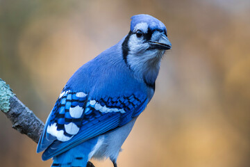 Blue Jay, Cyanocitta cristata, closeup looking right showing wings with golden fall foliage...