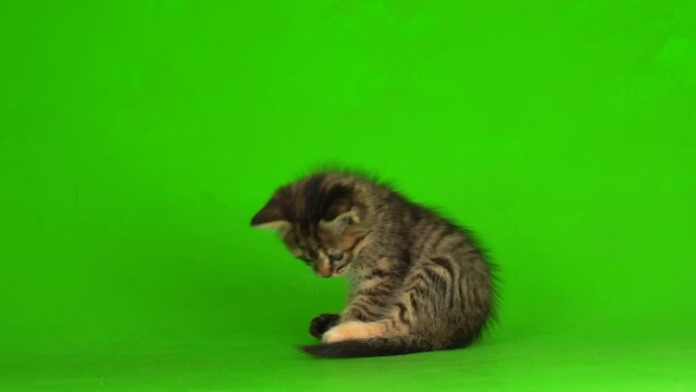Little gray kitten kitty plays on a green screen background.