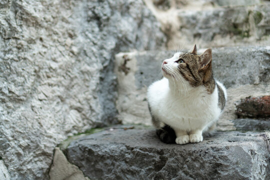 Cat of Kotor, Montenegro