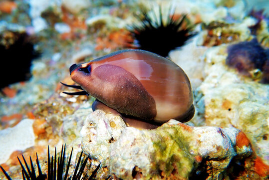 Mediterranean Sea Snail shell mollusk - Luria lurida