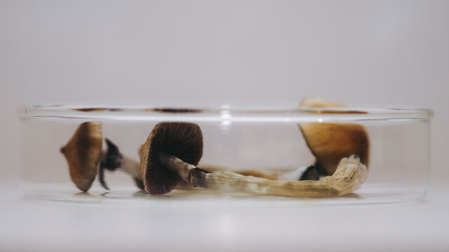 Psilocybe