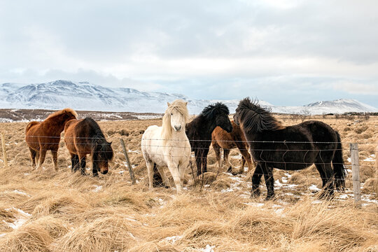 A herd of fluffy Icelandic horses in a field