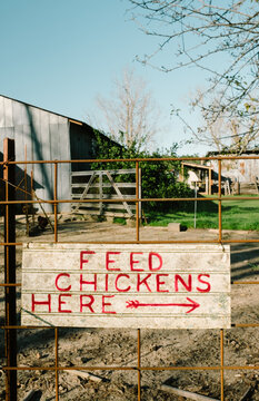 Feed Chickens Here